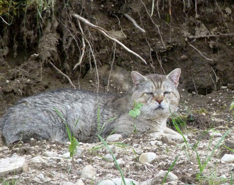 Barn Cat Program