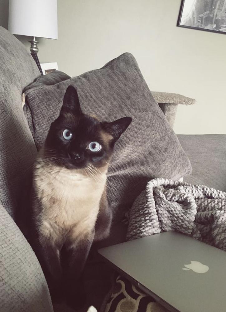 willow