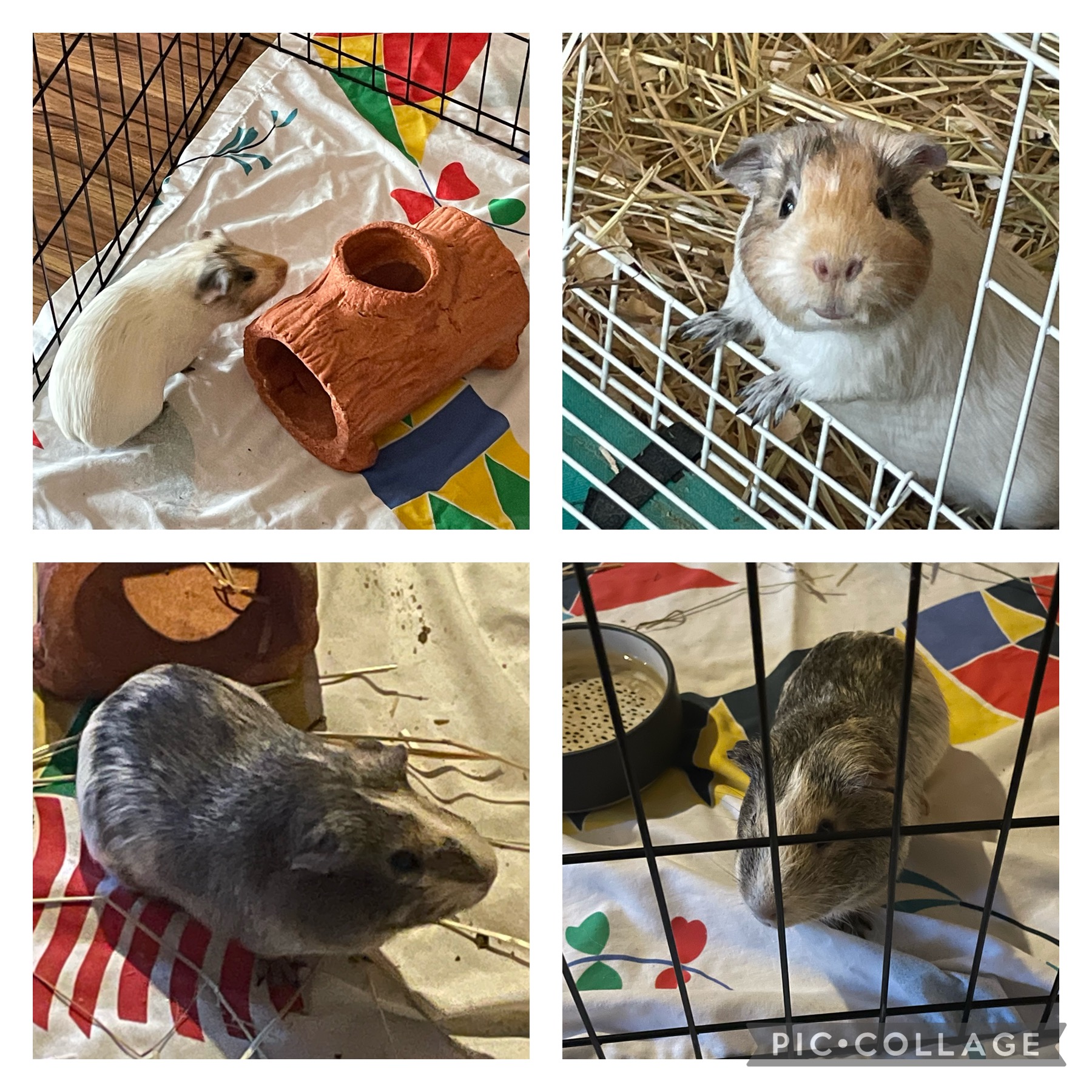 Two male guinea pigs together cheap
